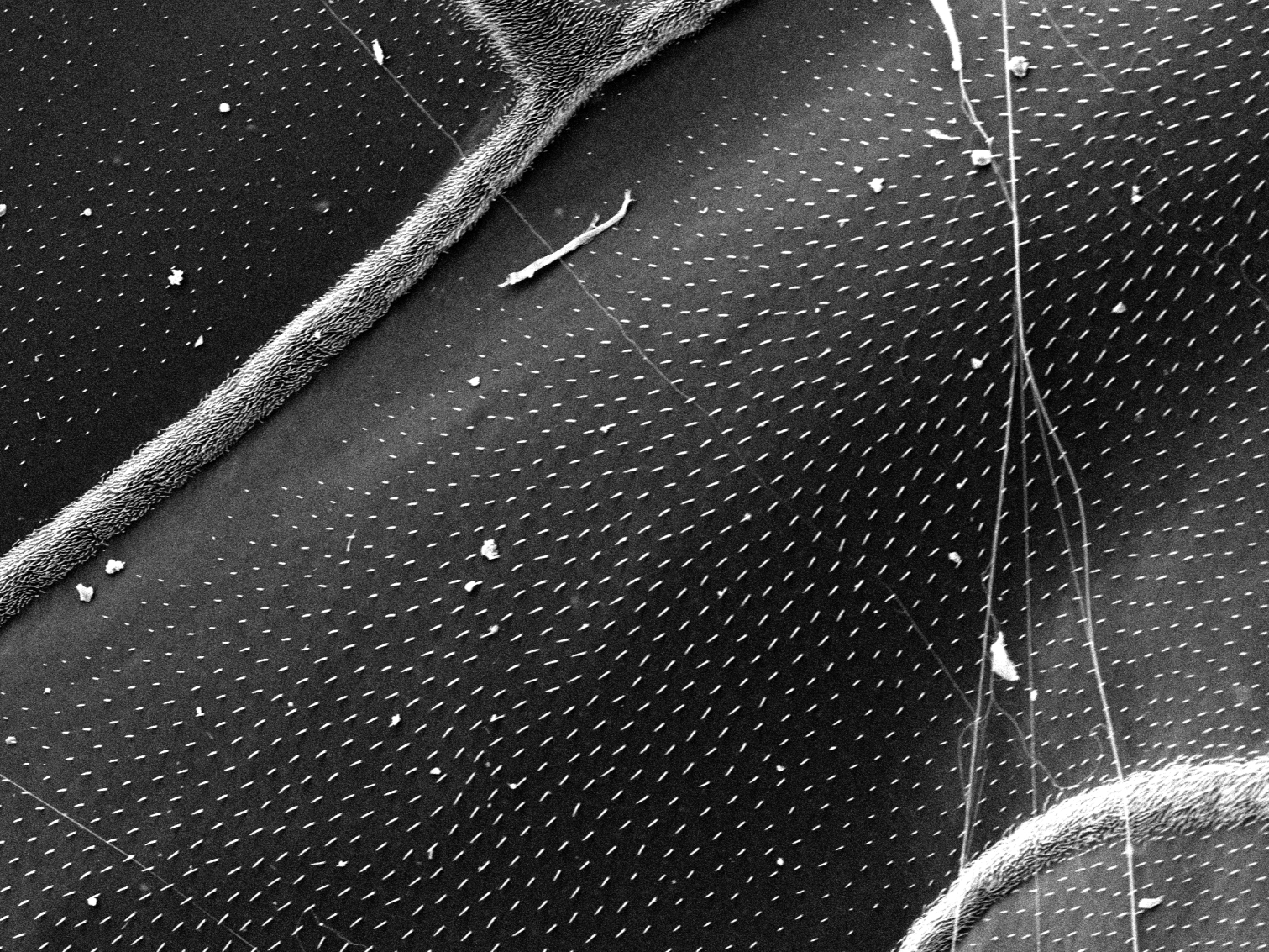 Fly close-up of wings