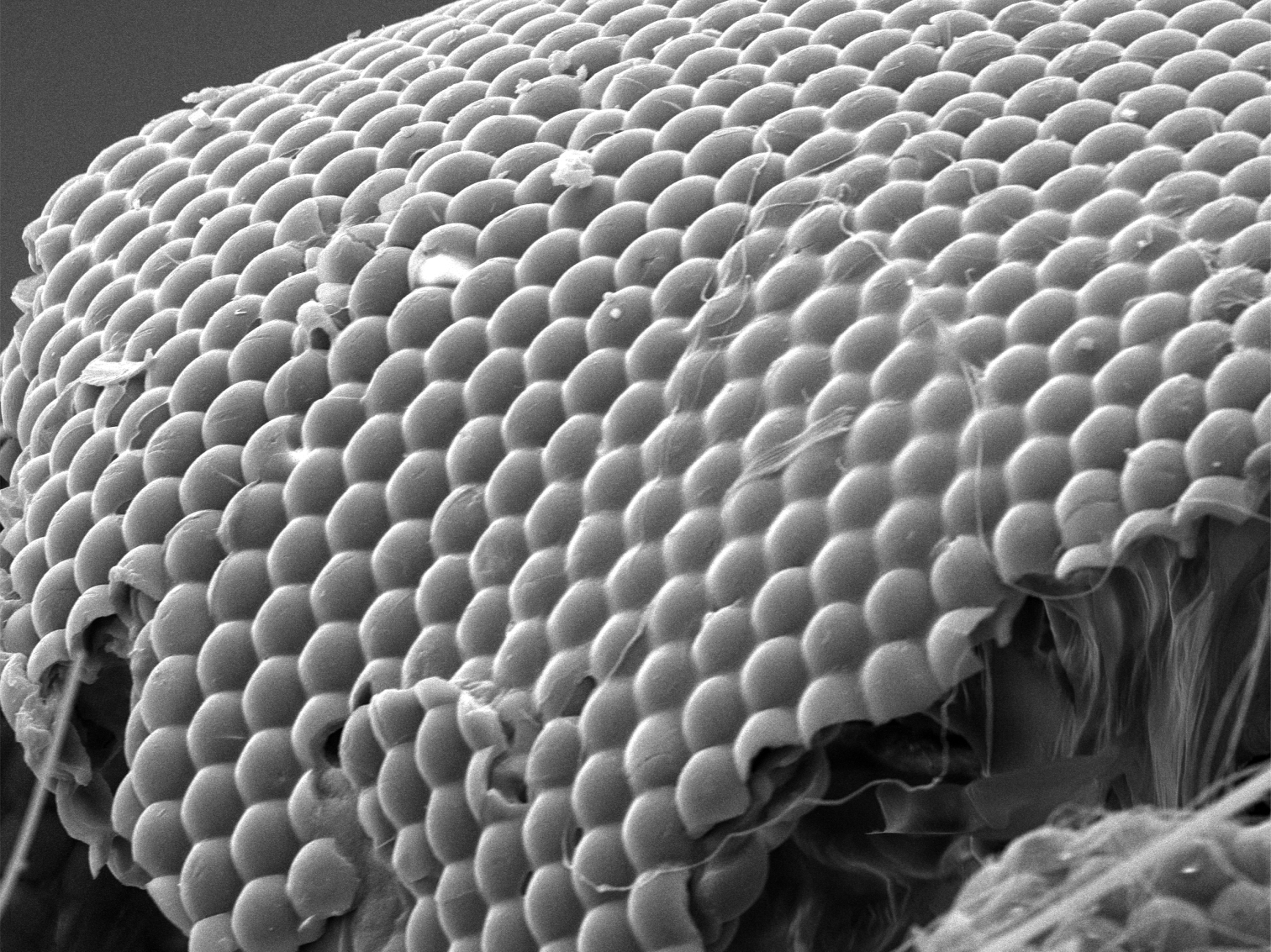 Close-up of fly eyes