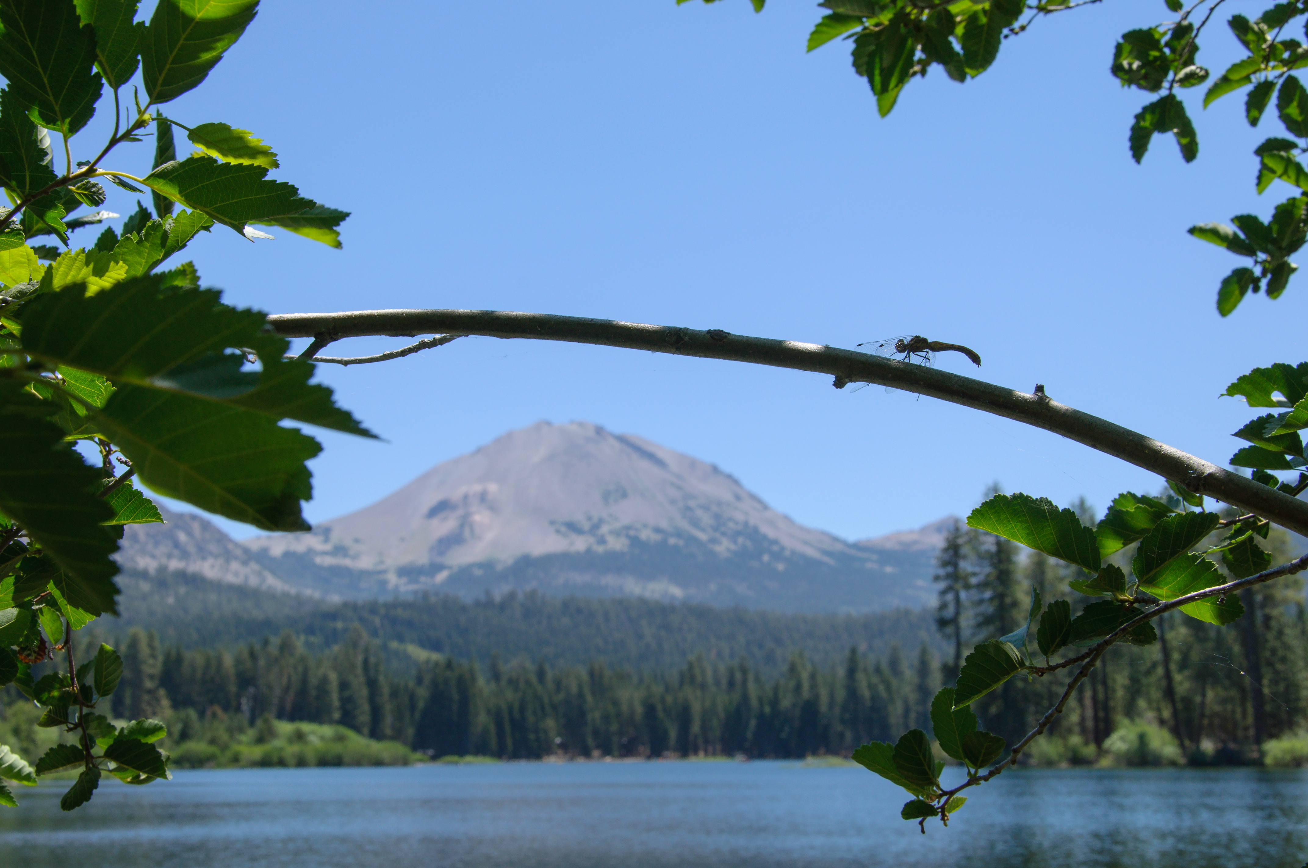 dragonfly on an arched branch with a volcano in the background