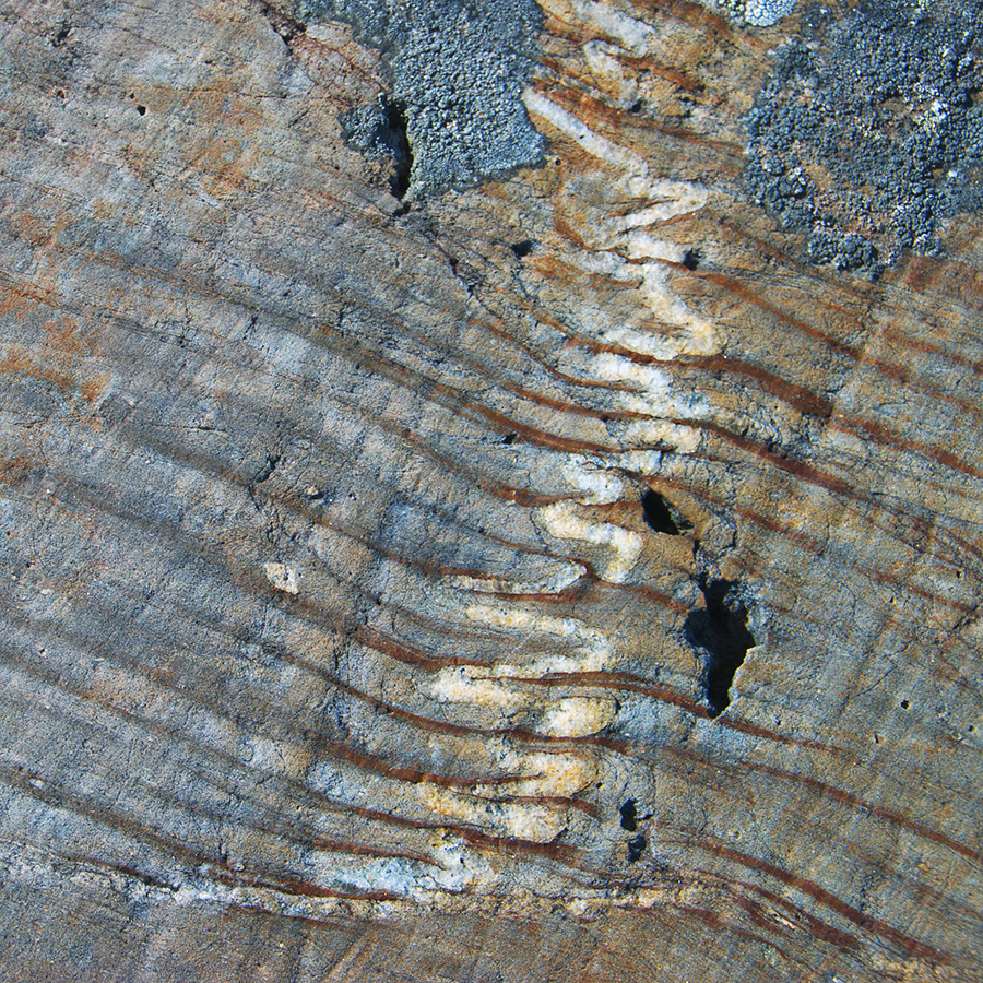 a rock exposure showing brownish gray and dark brown streaks with a sinuous white layer traversing the center of the exposure