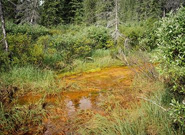 a small river in a wooded area with rust coloured water